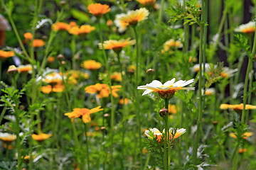 Image showing chrysanthemums in garden, floral background