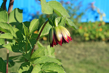 Image showing small dahlia on green background