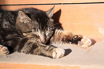 Image showing sleeping cat on brown board