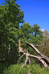 Image showing tumbled tree in green wood