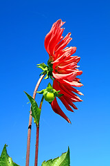 Image showing red dahlia on blue background
