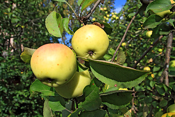 Image showing ripe apple on green aple tree