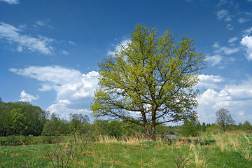 Image showing big oak on green summer field