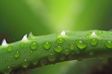 Image showing dripped water on sheet aloe