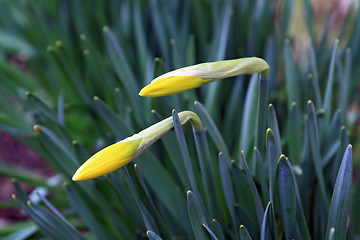 Image showing narcissuses