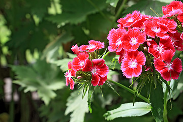 Image showing primrose 