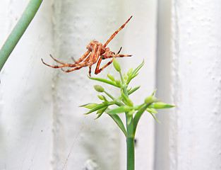 Image showing red spider on winter window