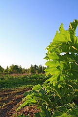 Image showing green sheet hogweed on celestial background