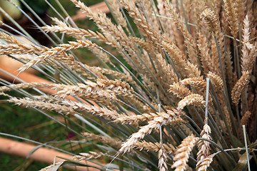 Image showing wheat