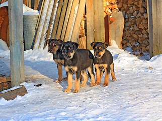 Image showing three puppies on cool snow