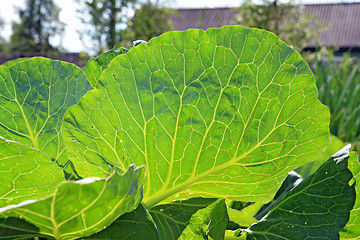 Image showing cabbage sheet illuminated bright sun