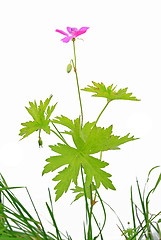 Image showing lilac field flower on white background