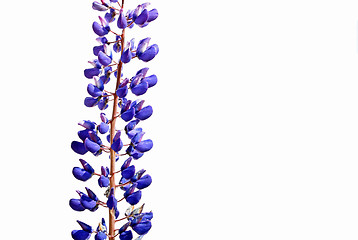 Image showing blue field lupine on white background