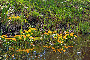 Image showing yellow flowerses in deep marsh