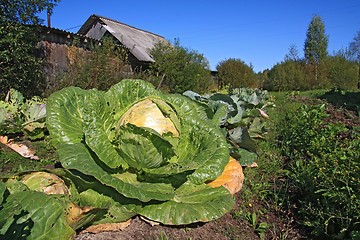 Image showing ripe cabbage in rural vegetable garden