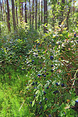 Image showing ripe whortleberry in autumn wood