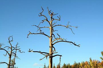 Image showing dry aging pine on blue background