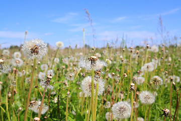 Image showing white dandelions on green field