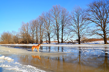 Image showing redhead dog on river ice