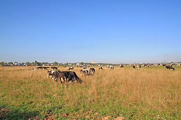 Image showing herd cortex on autumn meadow