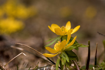 Image showing winter aconites