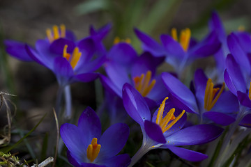 Image showing dark blue crocus