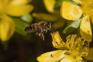 Image showing flying bee