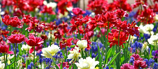 Image showing Beautiful spring flowers 