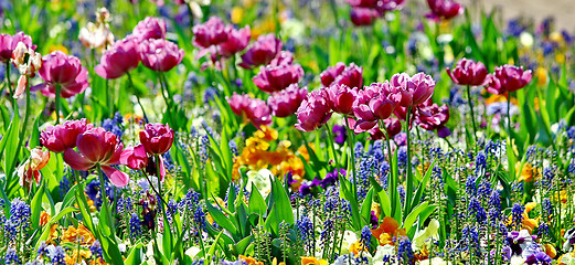 Image showing Beautiful spring flowers 