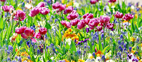 Image showing Beautiful spring flowers 