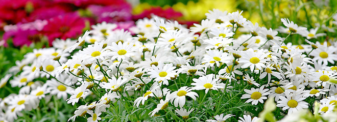 Image showing Small sunny chamomile flowers