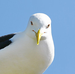 Image showing Seagull looking directly at you