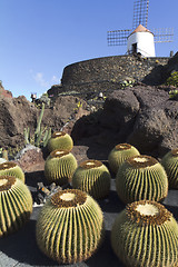 Image showing Cactus and windmill