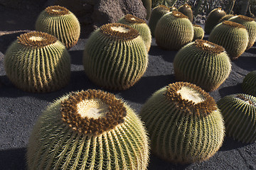 Image showing Circle shape cactus