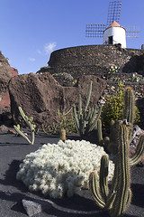 Image showing Jardin de cactus