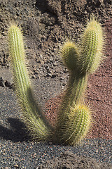 Image showing Single cactus