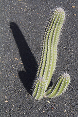 Image showing Cactus on lapilli