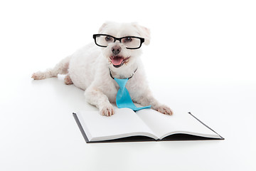 Image showing Dog Puppy Education Training