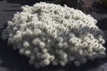 Image showing White cactus