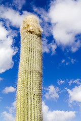 Image showing Long cactus