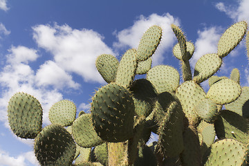 Image showing Part of cactus
