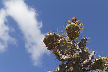 Image showing Fruits of a cactus