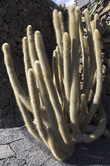 Image showing Cactus in a garden
