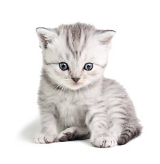 Image showing Little kitten sitting