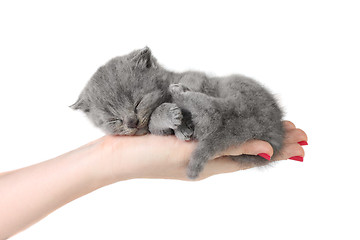 Image showing Little kitten in the hands