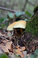 Image showing Some mushrooms