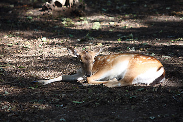 Image showing Little deer