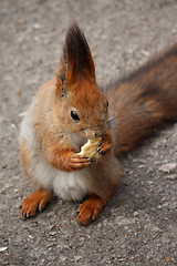 Image showing Squirrel with cookie