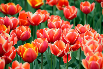 Image showing Some tulips