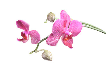 Image showing Orchid flower with bud at the branch